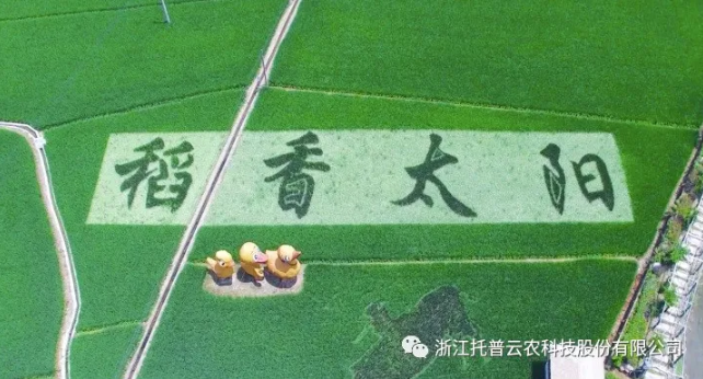 浙江臨安：竹林變稻田，農(nóng)戶喜開顏