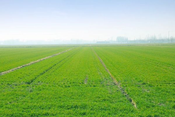 科技賦能春耕，托普云農(nóng)智慧農(nóng)情監(jiān)測(cè)站再獲央視關(guān)注